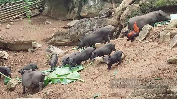 Nữ Giám đốc dân tộc Tày ở Hòa Bình làm thương hiệu thịt lợn bản địa Tân Minh- Ảnh 3.
