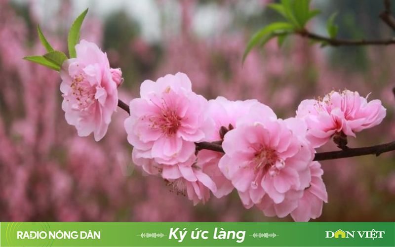 Hoa đào phai, nỗi hoài niệm về mùa xuân quê hương- Ảnh 1.