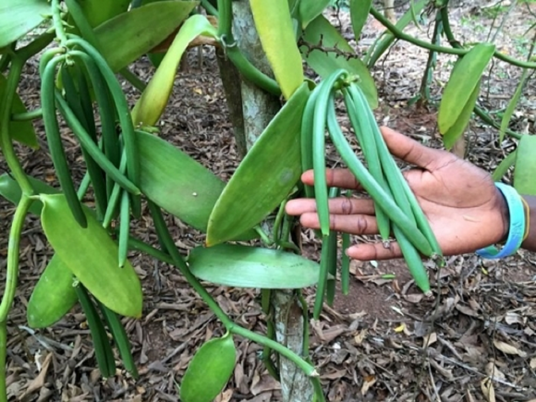 Loại gia vị này đắt nhất thế giới, giá 15 triệu đồng/kg, Việt Nam đã trồng được, nghe tên ai cũng tò mò- Ảnh 1. Loại gia vị này đắt nhất thế giới, giá 15 triệu đồng/kg, Việt Nam đã trồng được, nghe tên ai cũng tò mò- Ảnh 1.