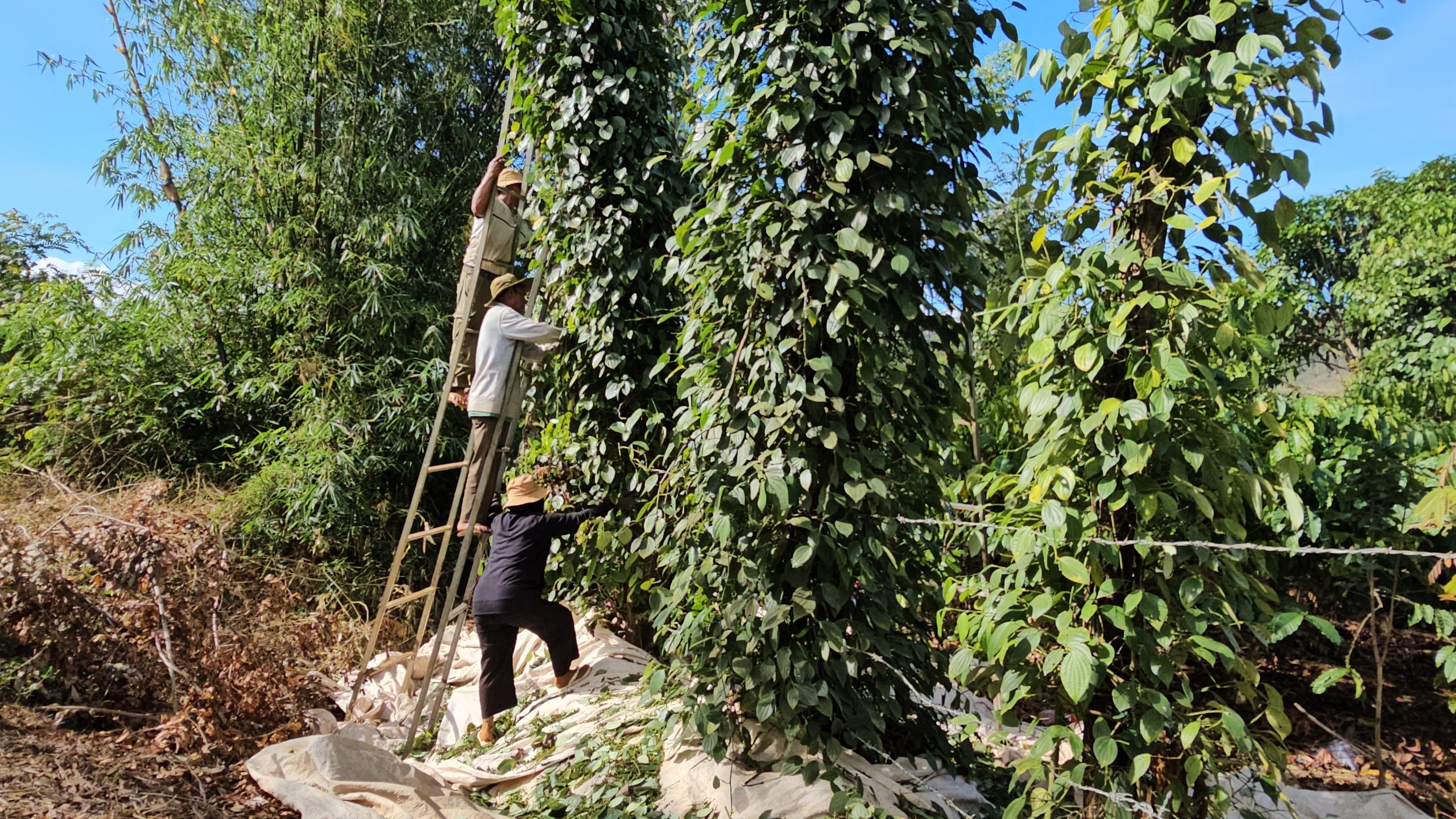 Nắng chang chang, vắt vẻo hái loại quả gia vị nổi tiếng ở Đắk Nông, Đắk Lắk, cảnh báo nóng chuyện chấn thương- Ảnh 1.