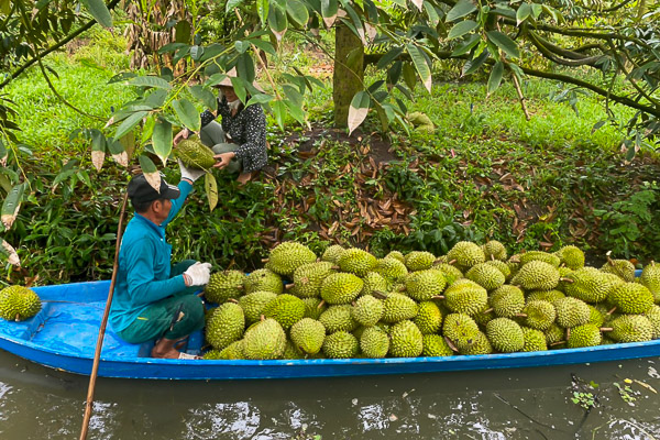 Vùng đất nổi tiếng ở Sóc Trăng, trồng "cây hoàng đế" ra "trái nhà giàu", nhà lầu "mọc" lên sau mùa bội thu- Ảnh 2.
