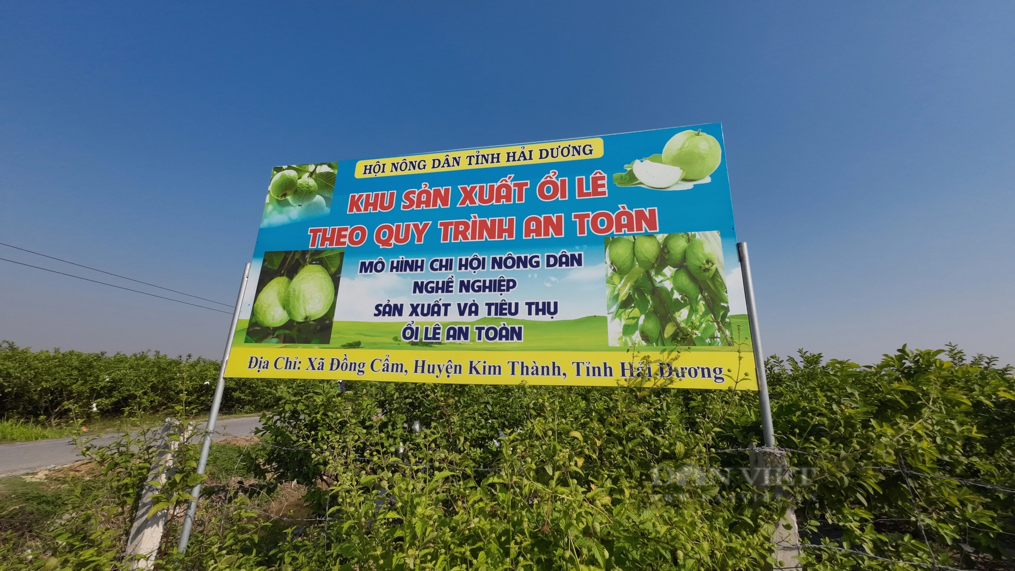 Quyết định 182 của Thủ tướng sẽ giúp nâng cao hoạt động của kinh tế tập thể trong nông nghiệp ở Hải Dương- Ảnh 2.