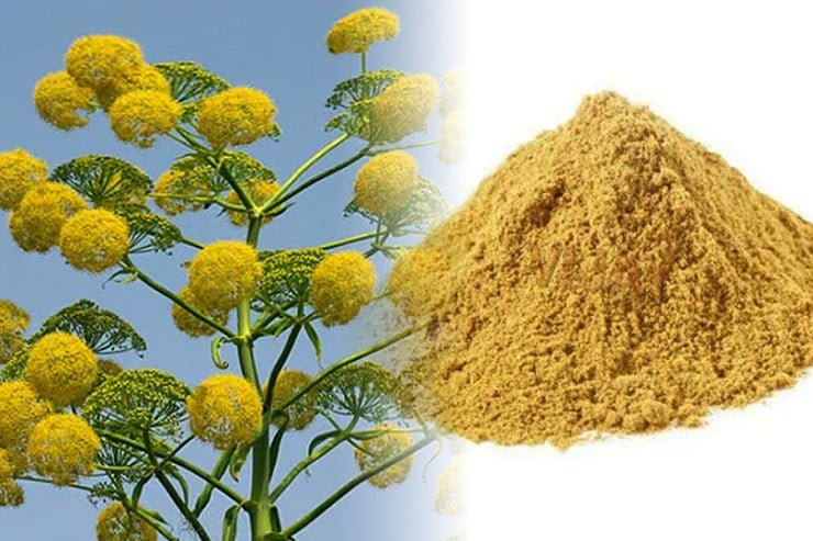 Loại gia vị mùi giống “rau thối” nhưng nhiều người vô cùng yêu thích- Ảnh 1. Loại gia vị mùi giống “rau thối” nhưng nhiều người vô cùng yêu thích- Ảnh 1.
