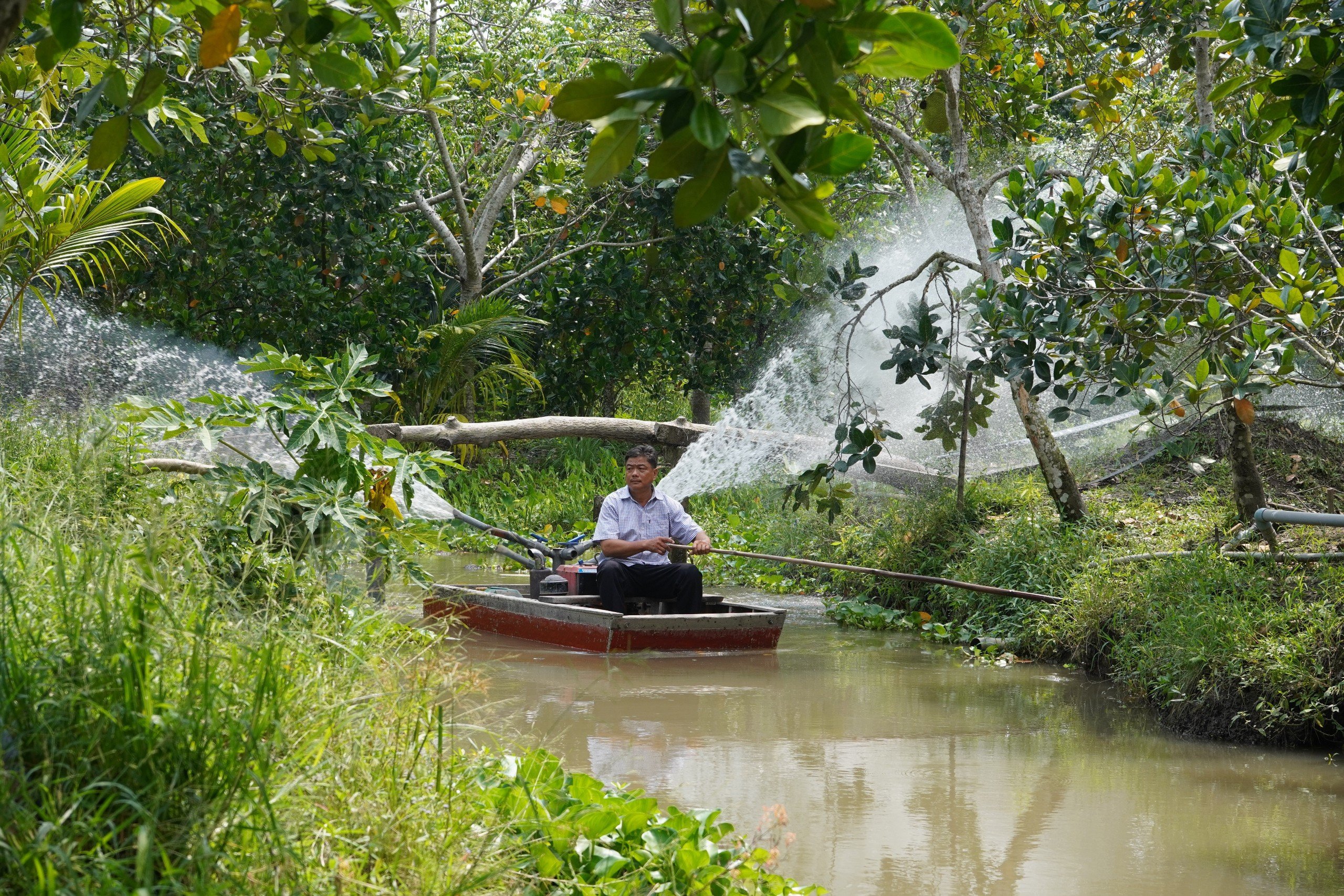 Hậu Giang: Nông dân Châu Thành phát triển kinh tế nông hộ từ nguồn vốn của Agribank- Ảnh 2.