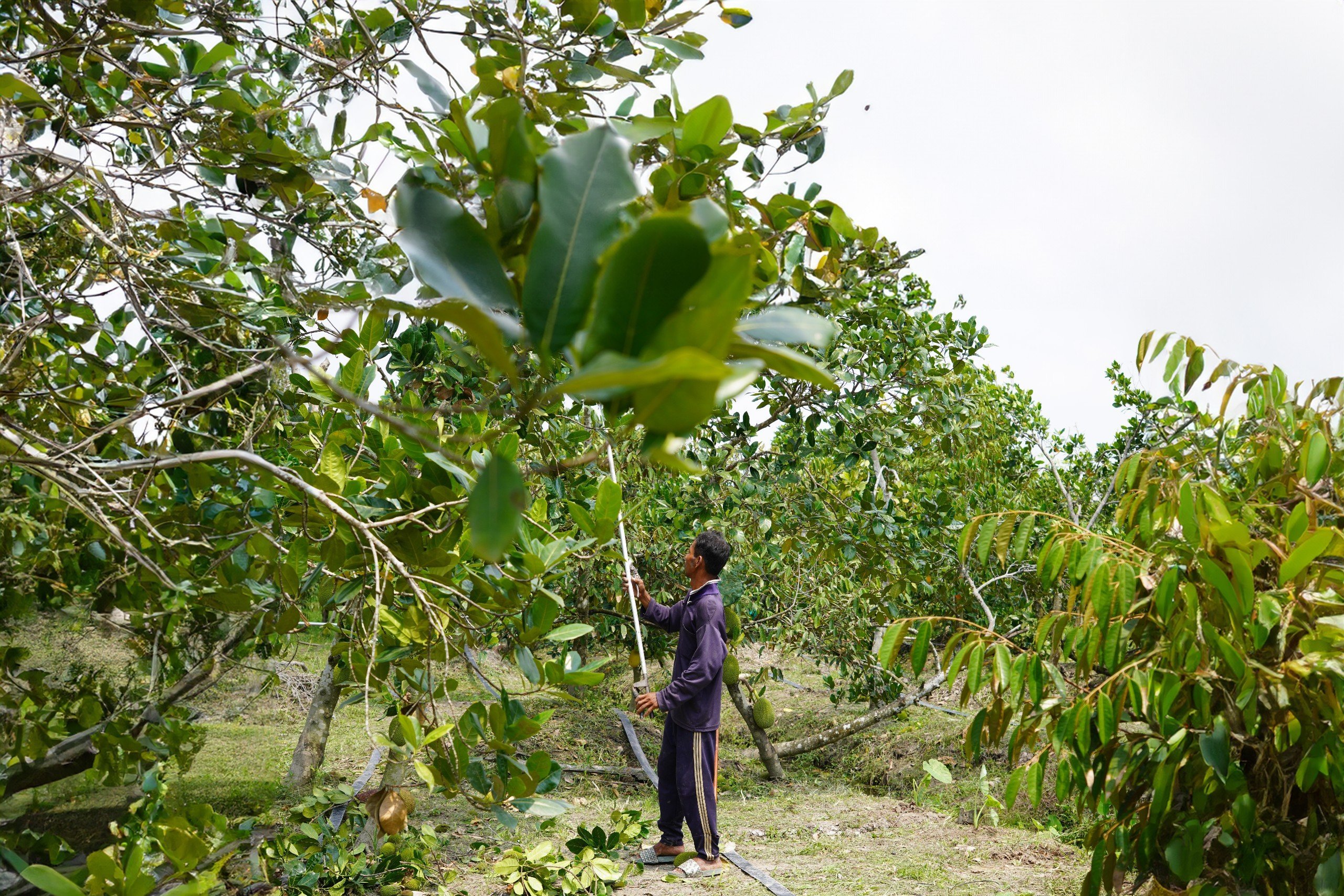 Hậu Giang: Nông dân Châu Thành phát triển kinh tế nông hộ từ nguồn vốn của Agribank- Ảnh 3.