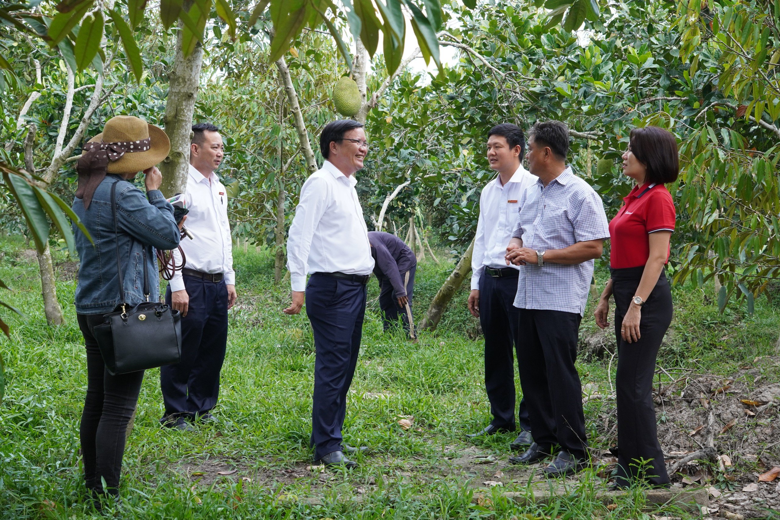 Hậu Giang: Nông dân Châu Thành phát triển kinh tế nông hộ từ nguồn vốn của Agribank- Ảnh 1.