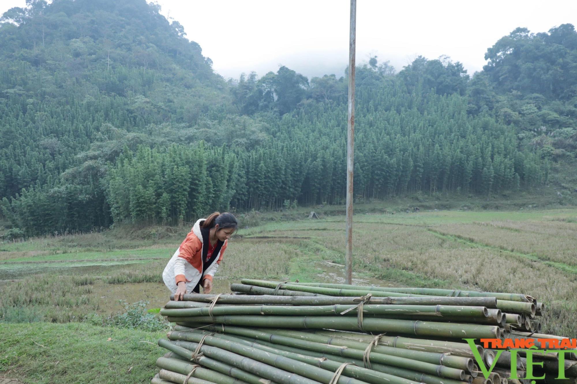 Cây "trăm đốt" giúp người dân vùng cao Ngổ Luông nâng cao thu nhập- Ảnh 2.