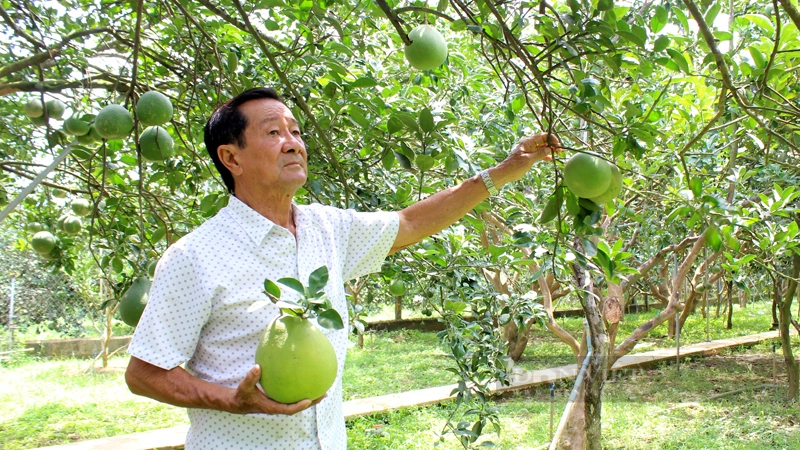 Ông Huỳnh Đức Huệ, thường gọi là ông Năm Huệ quản lý Khu du lịch sinh thái Làng bưởi Tân Triều Năm Huệ. Ảnh: Trần Khánh