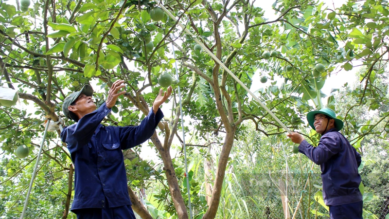 Hoạt động du lịch cộng đồng tại làng bưởi Tân Triều giúp chuyển dịch cơ cấu ngành nghề của địa phương, nâng cao thu nhập cho cộng đồng dân cư. Ảnh: Trần Khánh