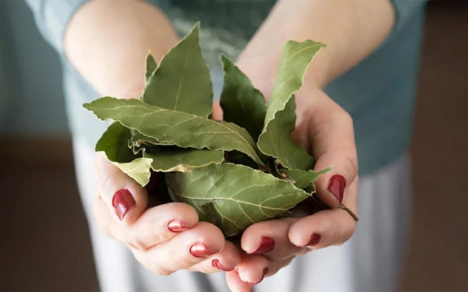 Loại hoa ngát hương vườn quê, đem ngâm mật ong thành Loại lá dân dã tác dụng 'thần thánh', ra nước ngoài chi tiền triệu mới mua được
