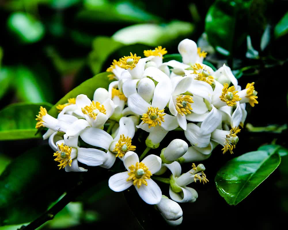 Loại hoa ngát hương vườn quê, đem ngâm mật ong thành Loại hoa ngát hương vườn quê, đem ngâm mật ong thành