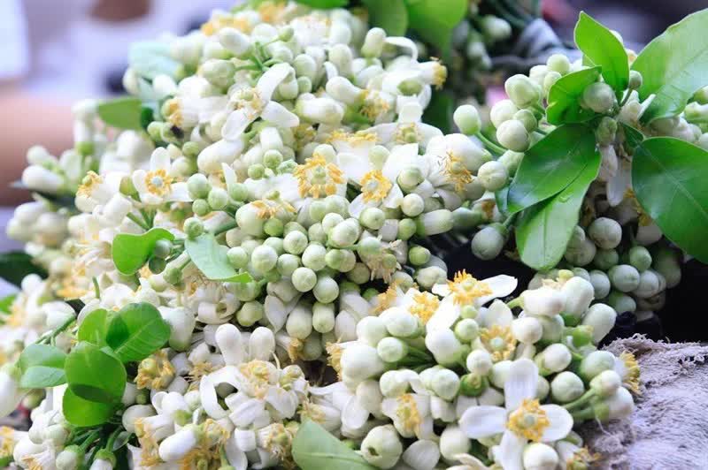 Loại hoa ngát hương vườn quê, đem ngâm mật ong thành Loại hoa ngát hương vườn quê, đem ngâm mật ong thành