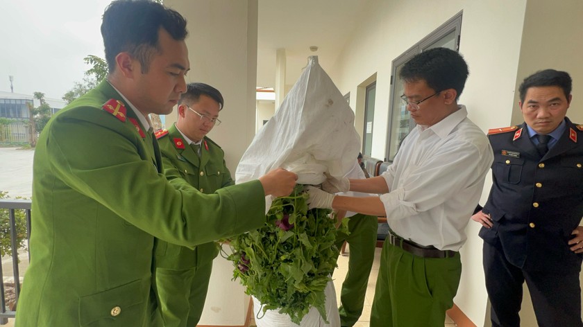 Cụ ông hơn 80 tuổi lén lút trồng hơn 750 cây thuốc phiện trong vườn- Ảnh 1.