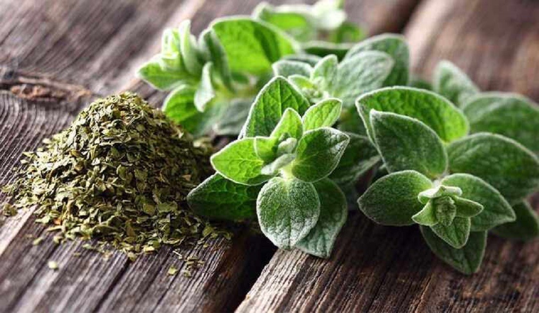 Loại lá "lạ" đắt đỏ giá 1,2 triệu đồng/kg, ở Việt Nam cũng có người trồng- Ảnh 1. Loại lá "lạ" đắt đỏ giá 1,2 triệu đồng/kg, ở Việt Nam cũng có người trồng- Ảnh 1.