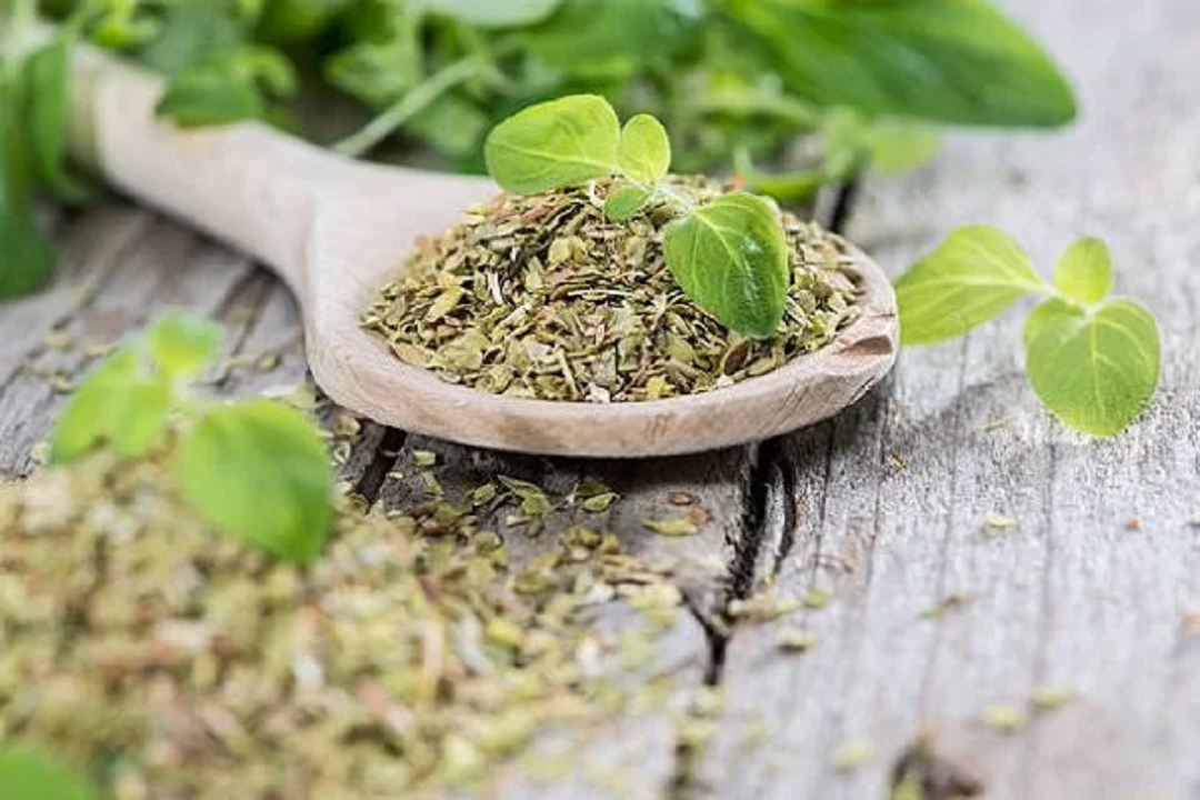 Loại lá "lạ" đắt đỏ giá 1,2 triệu đồng/kg, ở Việt Nam cũng có người trồng- Ảnh 2. Loại lá "lạ" đắt đỏ giá 1,2 triệu đồng/kg, ở Việt Nam cũng có người trồng- Ảnh 2.