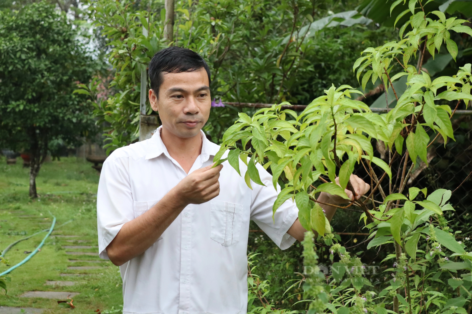 Một lương y ở Hòa Bình nổi tiếng về chữa bệnh gan, bệnh thận còn sở hữu hơn 300 loài dược liệu quý hiếm- Ảnh 1.