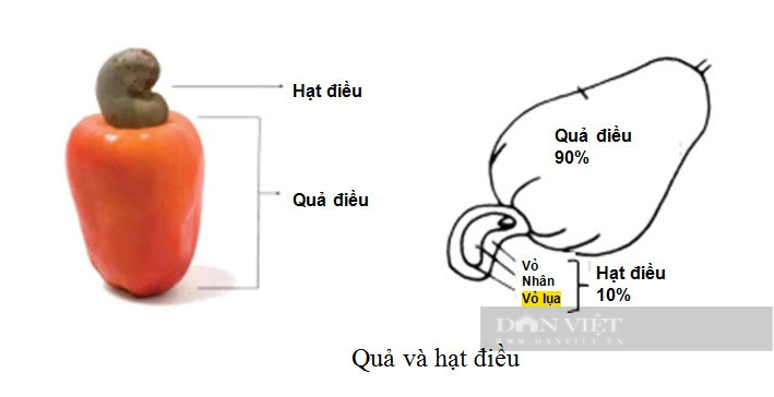 Chiết xuất tinh chất từ phế phụ phẩm để làm mỹ phẩm, thực phẩm chức năng- Ảnh 4.