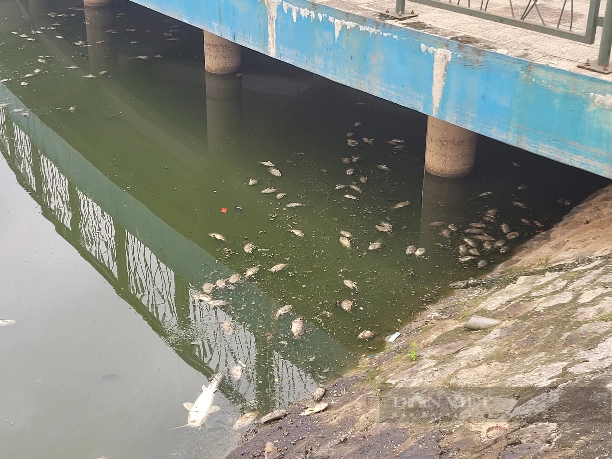 Hồ điều hòa trong công viên Thiên Văn Học vẫn bốc mùi hôi thối nồng nặc- Ảnh 1.