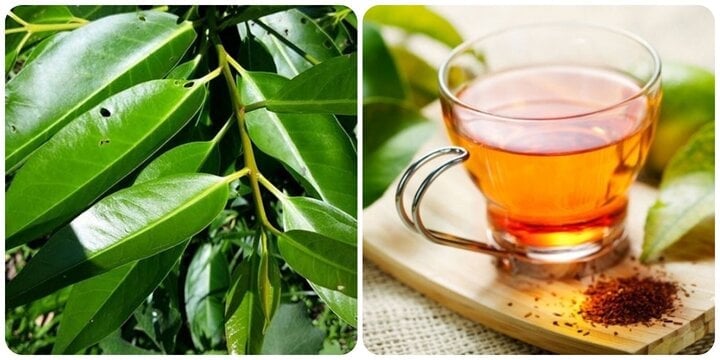 Điều gì sẽ xảy ra nếu bạn uống nước lá vối mỗi ngày?- Ảnh 1. Điều gì sẽ xảy ra nếu bạn uống nước lá vối mỗi ngày?- Ảnh 1.
