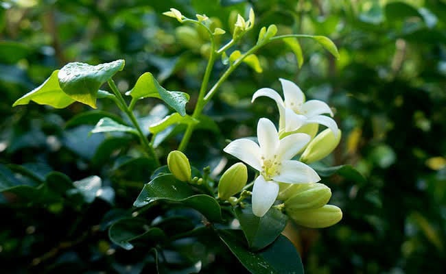 Loại lá thơm dân dã ở Việt Nam lại bổ dưỡng như nhân sâm, ra nước ngoài giá đắt đỏ, đó là lá gì?- Ảnh 1.