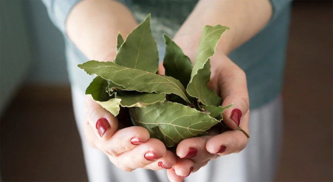Loại lá dân dã tác dụng 
