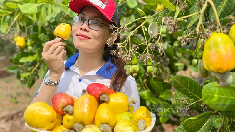 Việc bán trái điều tươi mở ra hướng đi mới để tăng thu nhập cho người trồng điều. Ảnh: Nam Bình