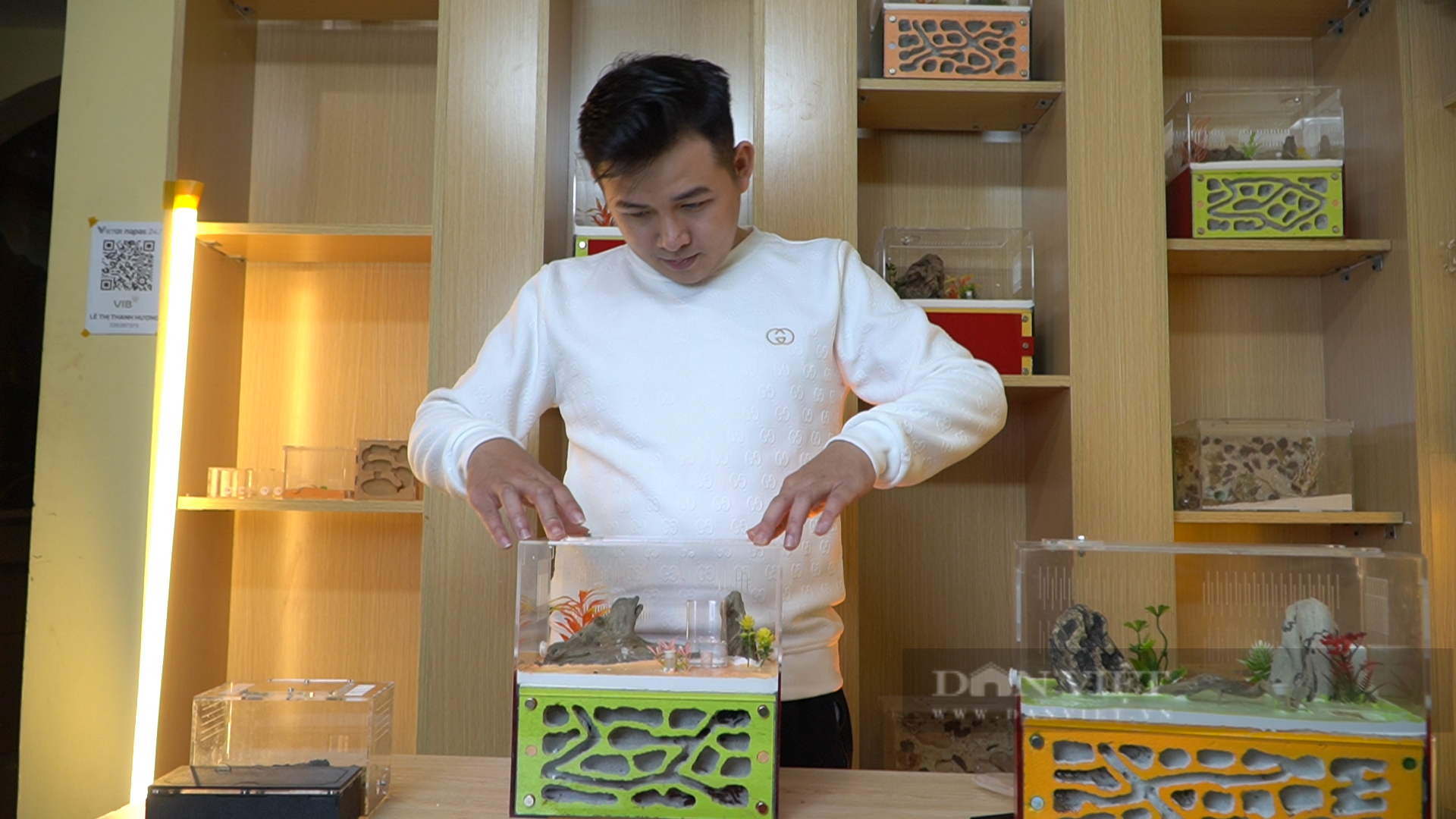 Anh Cường sở hữu bộ sưu tập với gần 30 dòng kiến khác nhau. Ảnh: Trung Hiếu