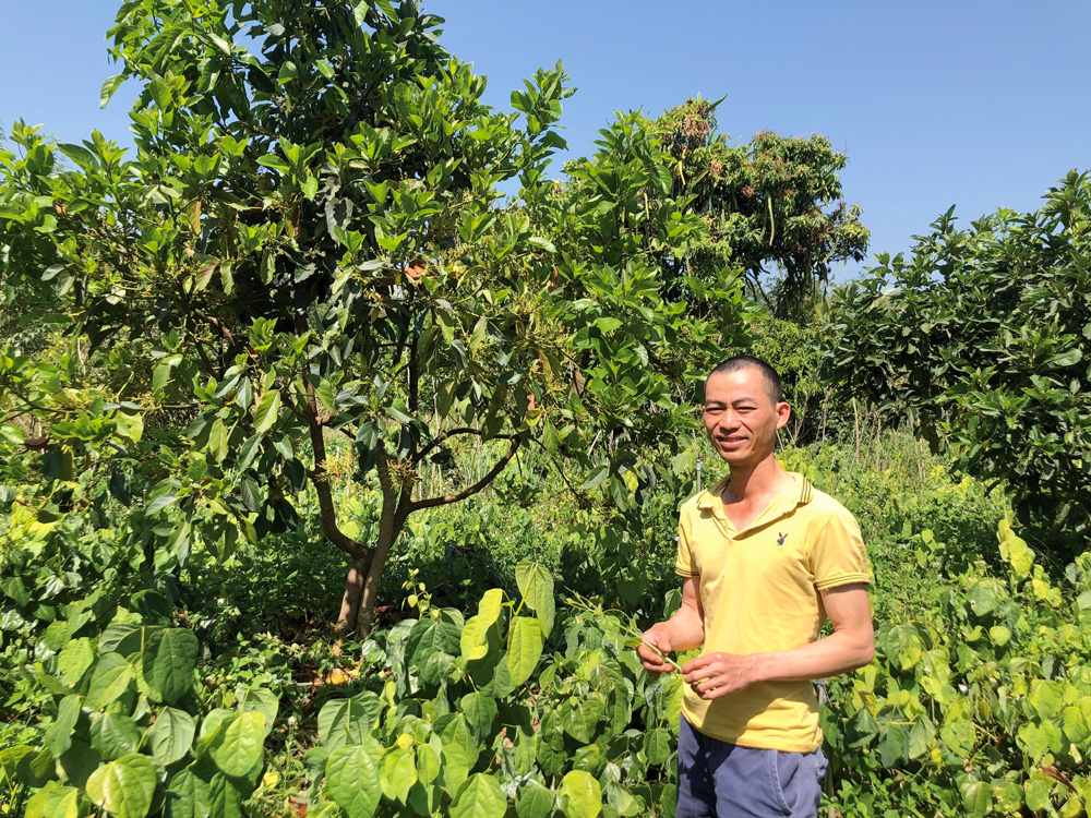 "Liều" trồng rau dại đặc sản trong vườn cà phê theo kiểu "lười", ai ngờ anh nông dân Lâm Đồng lại trúng- Ảnh 2.