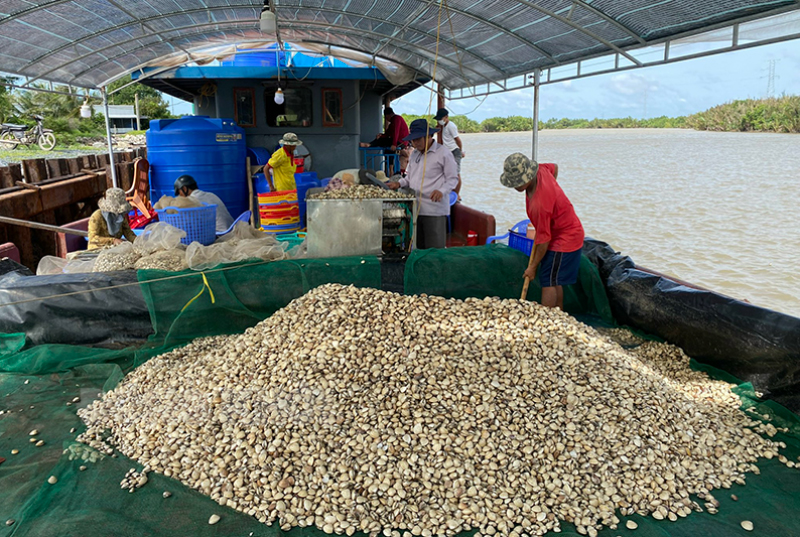 Chỉ nuôi một loài đặc sản chả phải cho ăn mà 1 HTX ở Bến Tre được vinh danh, doanh thu 19 tỷ/năm- Ảnh 2.