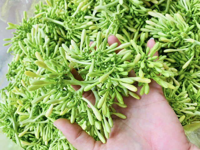Hoa đu đủ ngâm mật ong tốt sức khỏe, nhưng chuyên gia lưu ý điều cần tránh khi dùng- Ảnh 1. Hoa đu đủ ngâm mật ong tốt sức khỏe, nhưng chuyên gia lưu ý điều cần tránh khi dùng- Ảnh 1.