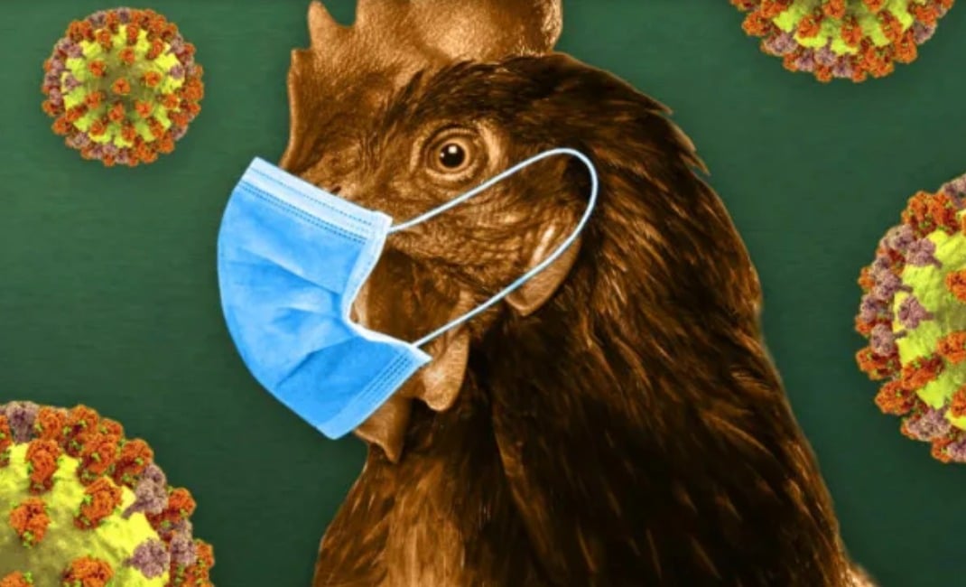 Cúm A/H5N1 gây chết người lây lan như thế nào? - Ảnh 1.