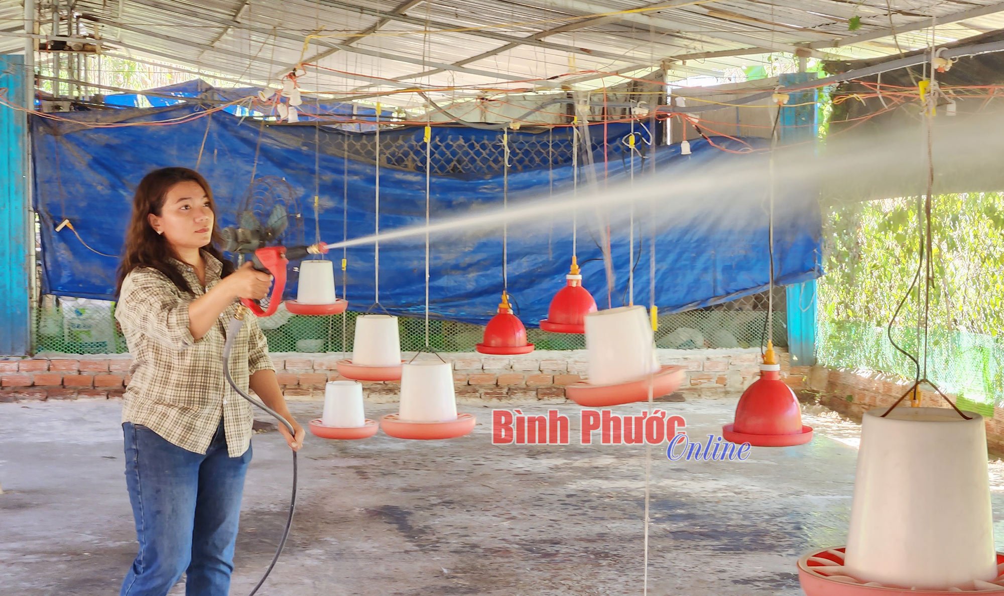 Cho đàn gà ăn cỏ mần trầu, húng quế, tía tô, chị nông dân Bình Phước bán giá 150.000 đồng/kg- Ảnh 7.