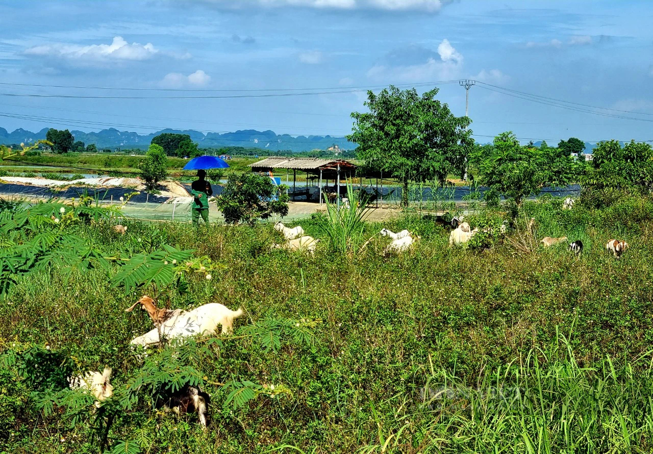 Lần đầu tiên, Ninh Bình tổ chức hội thi chọi cho con vật được nông dân tỉnh này nuôi nhiều- Ảnh 2.