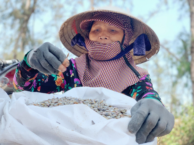 Quảng Ngãi: Ốc ruốc “lộc biển” mang thu nhập nhiều triệu đồng/ngày cho ngư dân biển ngang Đức Minh - Ảnh 13.