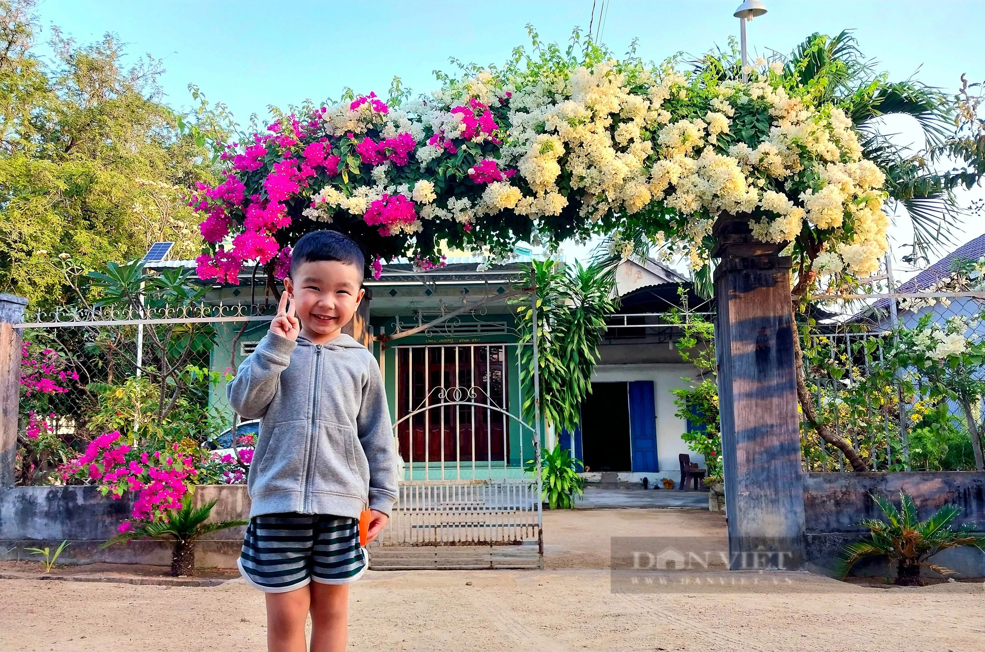 Xôn xao giàn hoa giấy hai màu đẹp như phim ở xã nông thôn mới một huyện miền núi Ninh Thuận- Ảnh 11.