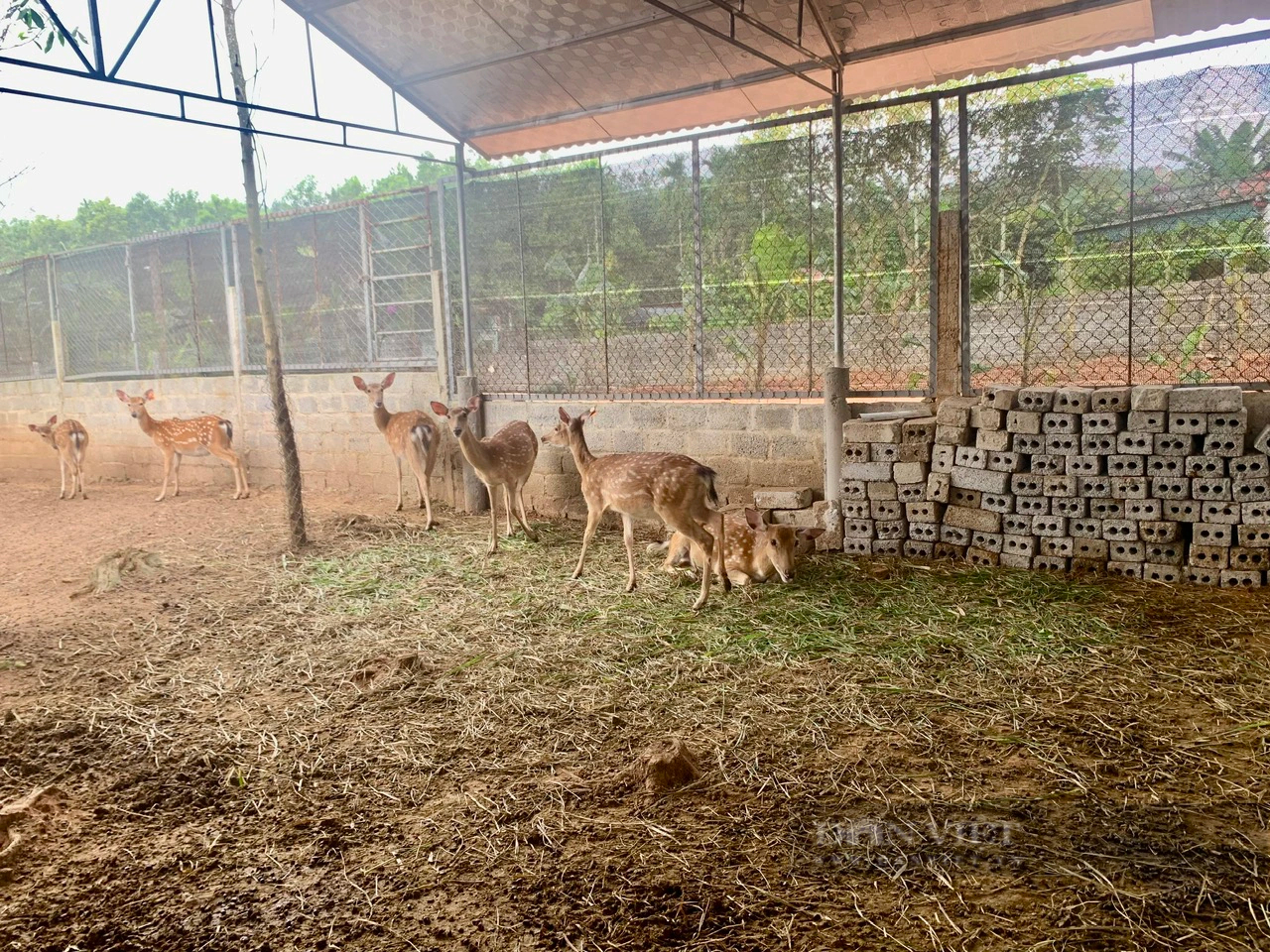Nông dân xã Phú Nhuận ở Thanh Hóa nuôi con đặc sản, bán đắt tiền, thu nhập tăng lên thấy rõ- Ảnh 6.
