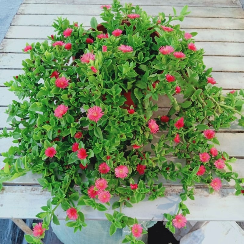 Cây cảnh chữa lành, bé nhỏ mà siêu năng lực, như "bùa hộ mệnh" trong nhà giúp xua đuổi bệnh tật- Ảnh 6.