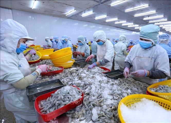Thực phẩm Sao Ta: Ngành tôm đối mặt với điều tra chống bán phá giá, lên kế hoạch lãi tăng nhẹ 5%- Ảnh 1. Thực phẩm Sao Ta: Ngành tôm đối mặt với điều tra chống bán phá giá, lên kế hoạch lãi tăng nhẹ 5%- Ảnh 1.