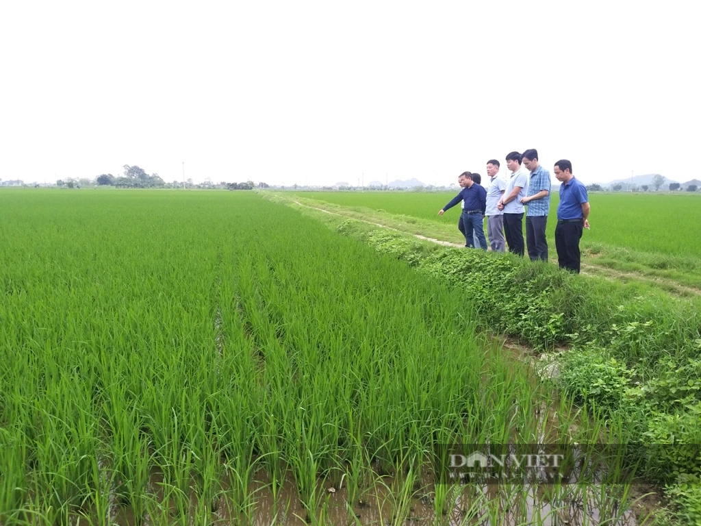 Ninh Bình: Lúa xuân đẻ nhánh khỏe, xanh tốt, nông dân phấn khởi- Ảnh 2.