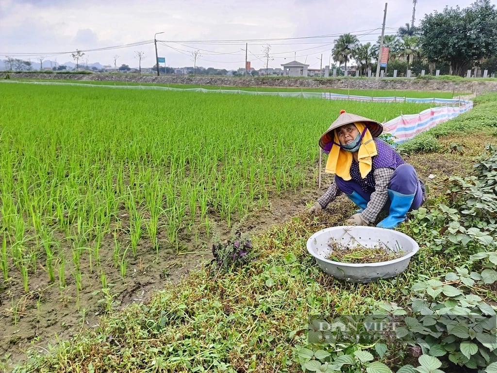Ninh Bình: Lúa xuân đẻ nhánh khỏe, xanh tốt, nông dân phấn khởi- Ảnh 3.