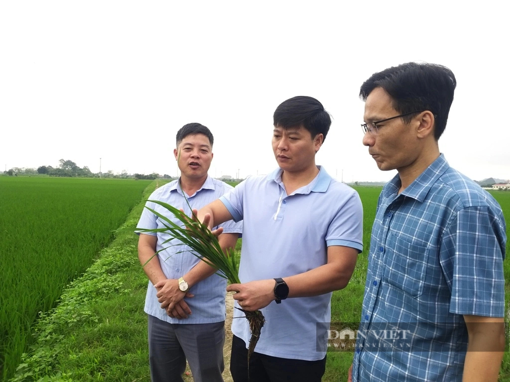 Ninh Bình: Lúa xuân đẻ nhánh khỏe, xanh tốt, nông dân phấn khởi- Ảnh 7.