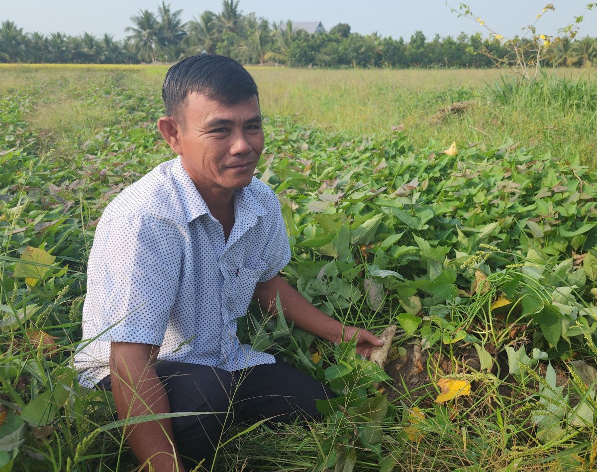 Đất ruộng ở một nơi của Long An, dân trồng loại cây ra củ la liệt, đào lên hàng tấn, lời hơn trồng lúa- Ảnh 2.