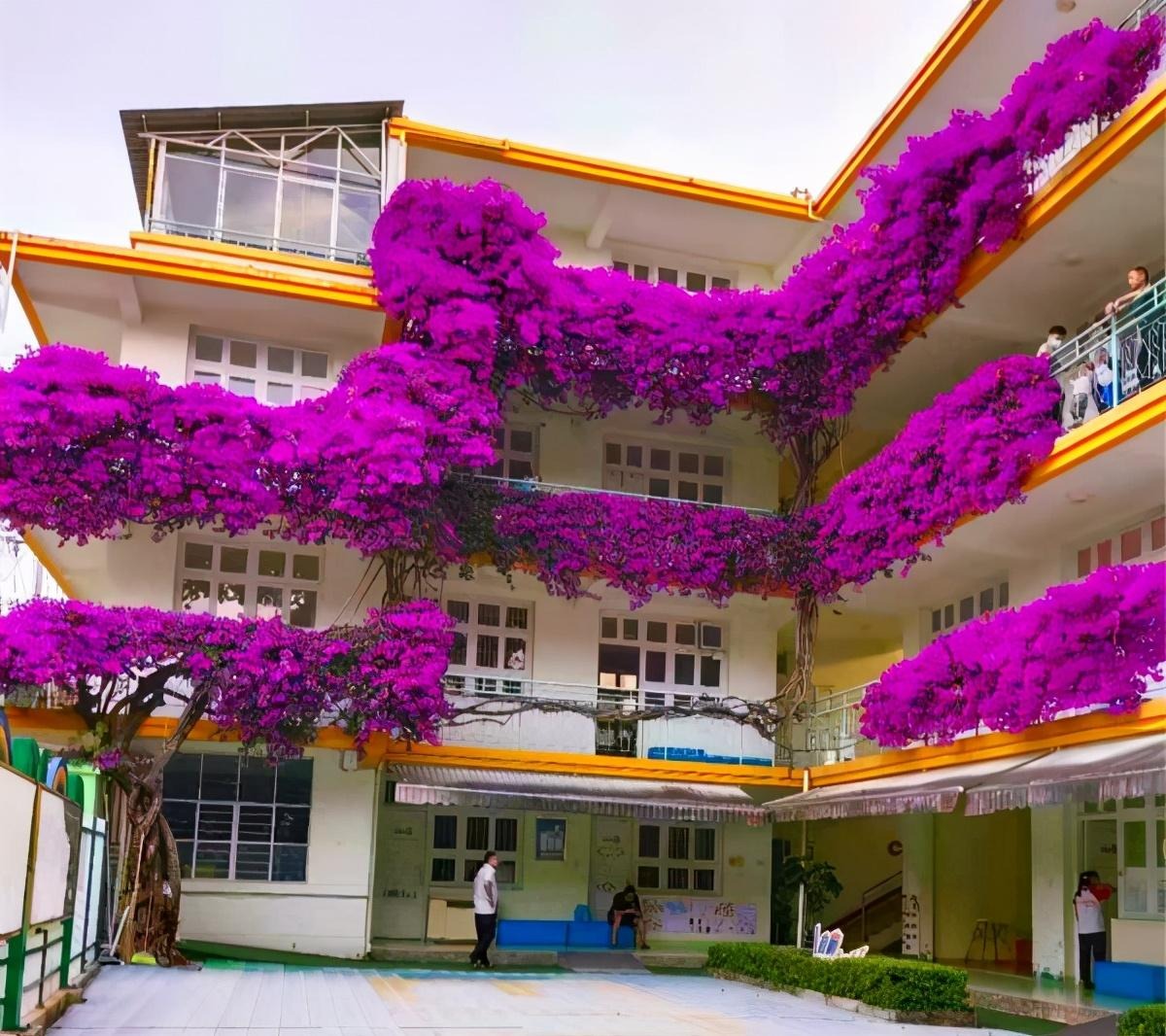 Cây cảnh bình dân vạn người mê, biển hoa nở 365 ngày, ngăn chặn tà khí, giữ gìn bình an, may mắn- Ảnh 13.