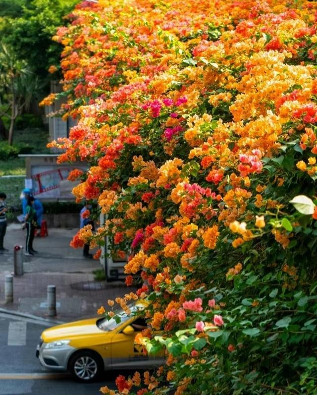 Cây cảnh bình dân vạn người mê, biển hoa nở 365 ngày, ngăn chặn tà khí, giữ gìn bình an, may mắn- Ảnh 15.