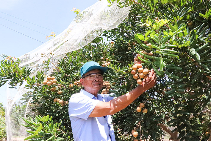 Nông dân một nơi ở Bà Rịa-Vũng Tàu trồng nhãn, nuôi ong dú mà nhiều người đang đến xem- Ảnh 2.