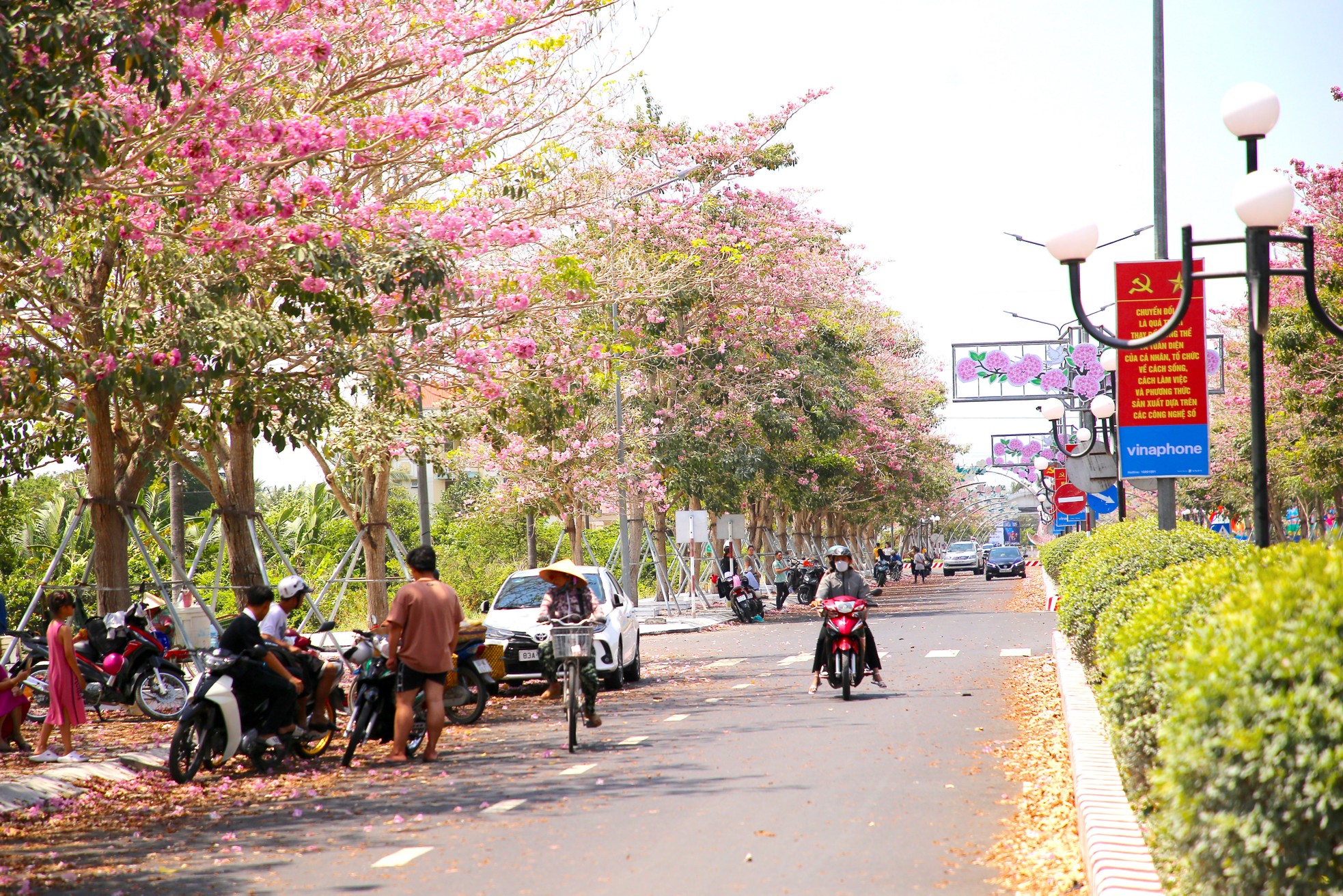 Mê mẩn đường hoa kèn hồng đẹp như tranh ở miền Tây- Ảnh 3.