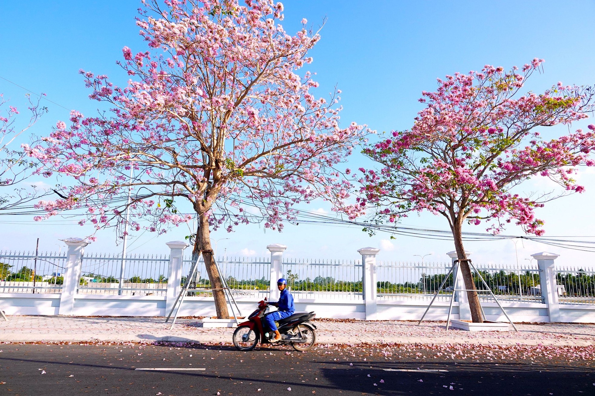 Mê mẩn đường hoa kèn hồng đẹp như tranh ở miền Tây- Ảnh 2.