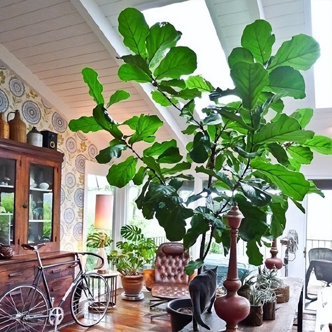Cây cảnh bá đạo, lá càng to, lộc càng vượng, trồng trong nhà chiêu phúc, cầu may, nhà giàu ưa thích- Ảnh 1.