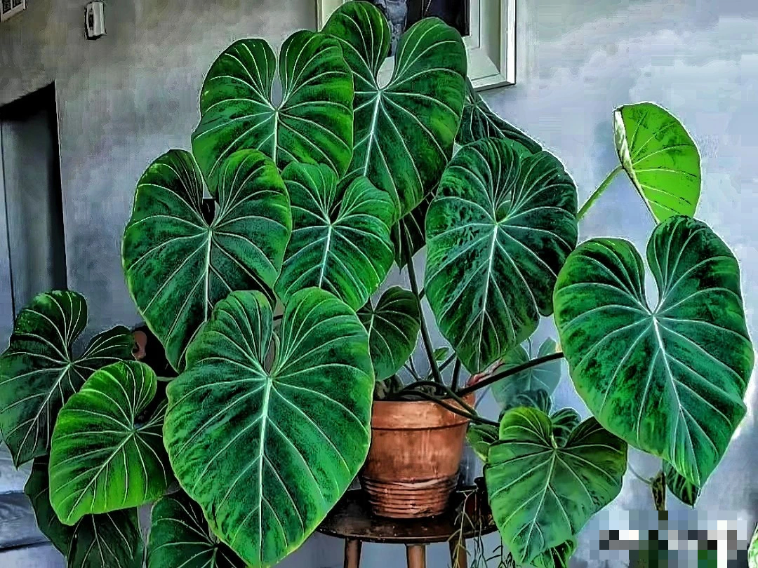 Cây cảnh bá đạo, lá càng to, lộc càng vượng, trồng trong nhà chiêu phúc, cầu may, nhà giàu ưa thích- Ảnh 6.