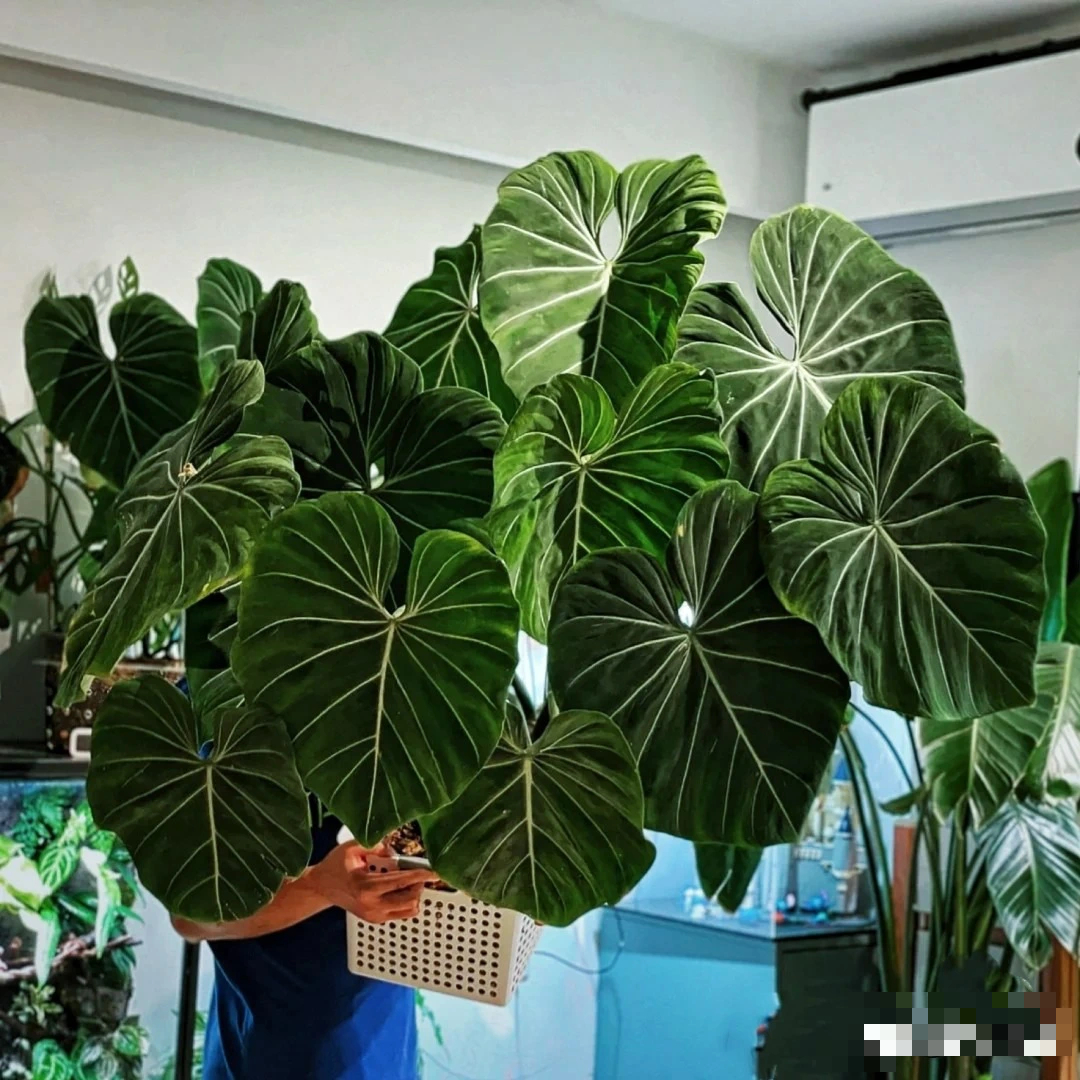 Cây cảnh bá đạo, lá càng to, lộc càng vượng, trồng trong nhà chiêu phúc, cầu may, nhà giàu ưa thích- Ảnh 7.